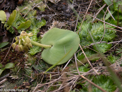 Ledebouria monophylla