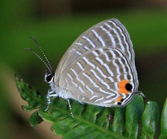 Jamides celeno aelianus