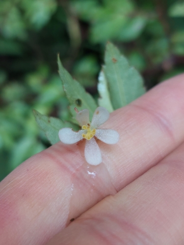 Image of Begonia foliosa by (c) Daniel Mesa, some rights reserved (CC BY)