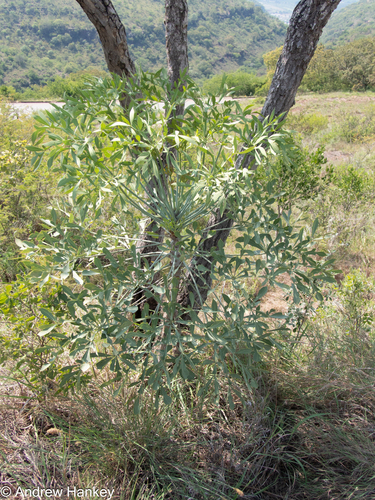Cussonia transvaalensis, photograph 6