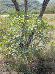 Cussonia transvaalensis, photograph (c) Andrew Hankey, some rights reserved (CC BY-SA)