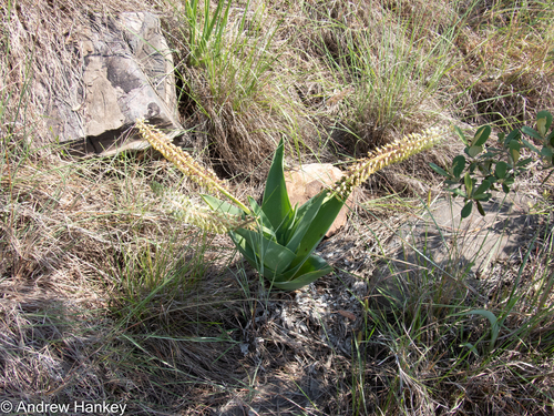 Ledebouria zebrina
