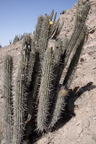 Weberbauerocereus cephalomacrostibas