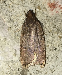 Psilocorsis reflexella