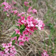 Daphne cneorum