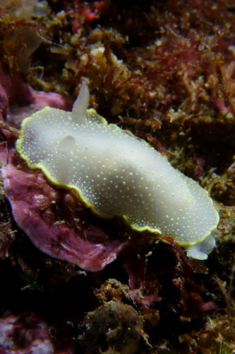 White Atlantic Cadlina
