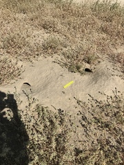 Dipodomys deserti