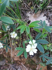 Potentilla alba