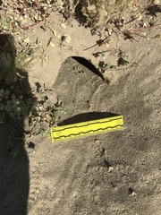 Dipodomys deserti