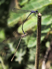 Argia pulla