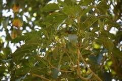 Dendropanax arboreus