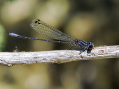 Argia pulla