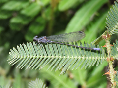 Argia pulla
