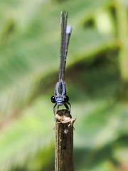 Argia pulla