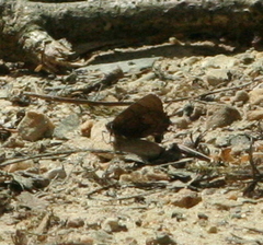 Callophrys
