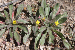 Camissoniopsis intermedia