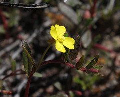 Camissoniopsis intermedia