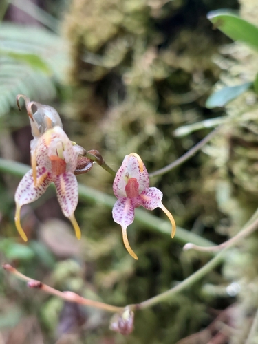 Image of Masdevallia amanda by (c) Daniel Mesa, some rights reserved (CC BY)