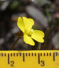 Camissoniopsis intermedia