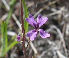 Sibaropsis hammittii