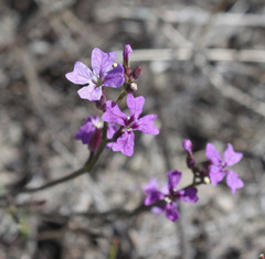 Sibaropsis hammittii