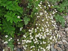 Cerastium furcatum