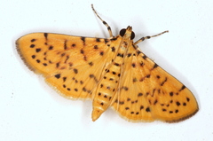Conogethes