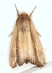 Leucania stenographa