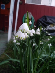 Leucojum