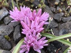 Allium cratericola