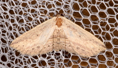 Hyposada hydrocampata