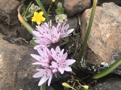 Allium cratericola