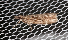Scoparia philonephes