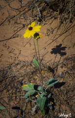 Helianthus niveus