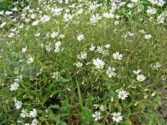 Cerastium furcatum