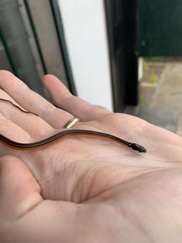 Kinkelin Graceful Brown Snake
