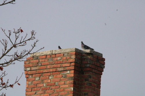 Feral Pigeon photographed in Connecticut