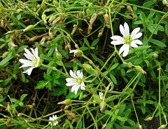 Cerastium furcatum