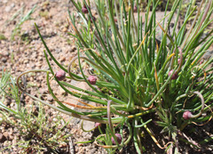Allium haematochiton