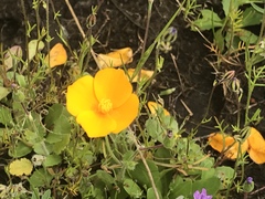 Eschscholzia lobbii
