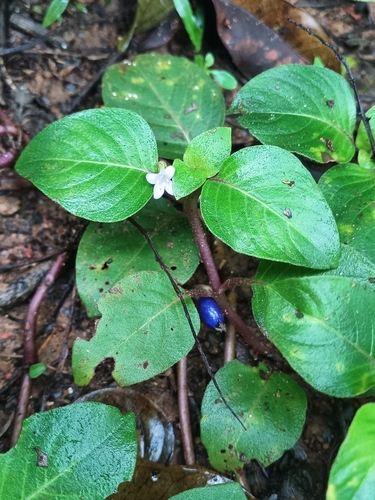Coccocypselum guianense, photograph 1