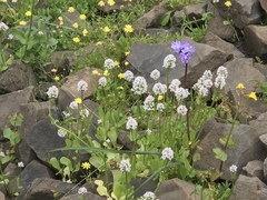 Bistorta bistortoides