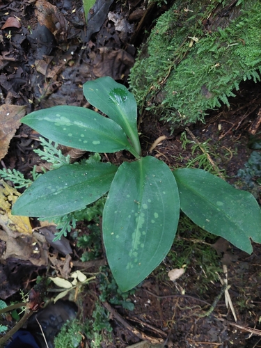 Stenorrhynchos albidomaculatum, photograph 4