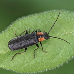 Rhagonycha lineola