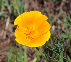 Eschscholzia californica californica