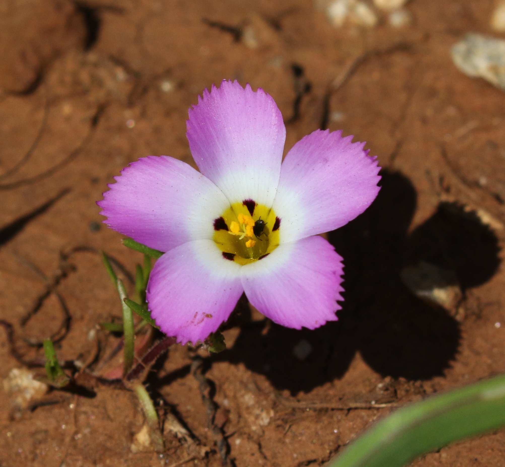 Linanthus