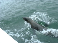 Arctocephalus pusillus pusillus