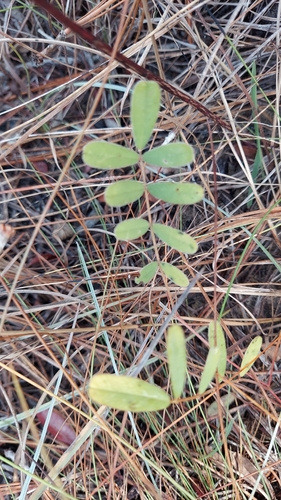 Image of Tephrosia florida by (c) Athena Philips, some rights reserved (CC BY)