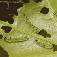 Periclista