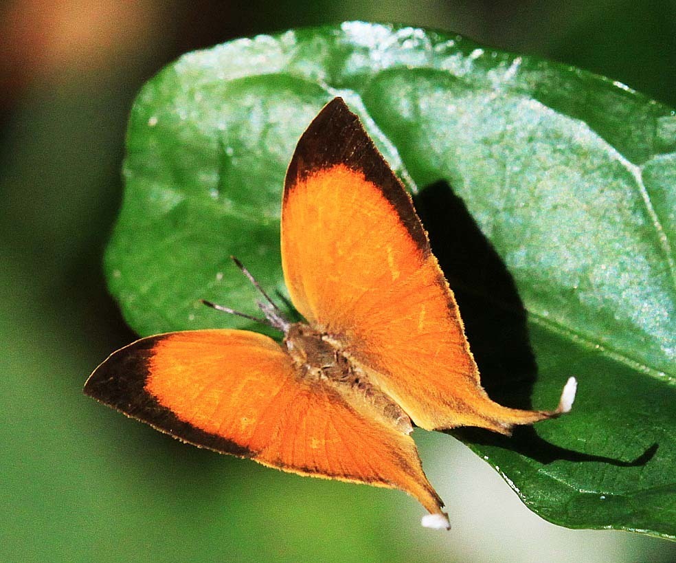 Yamflies, imperials, yams and Cardinal